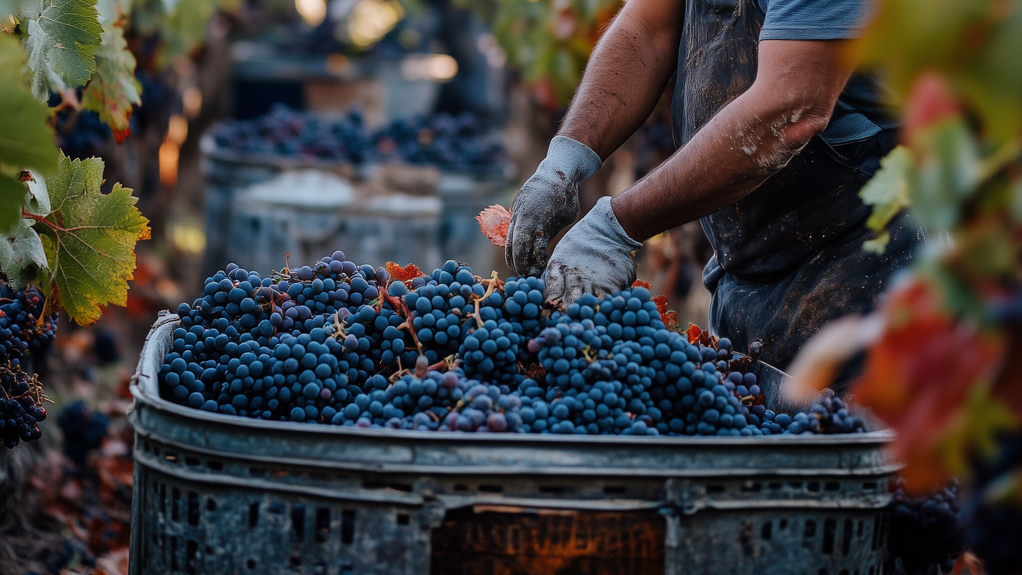 When is the grape harvest?
